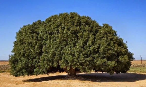 Sahabi Tree: The last Fellow alive