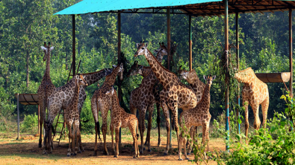 bongobondhu safari park gazipur location