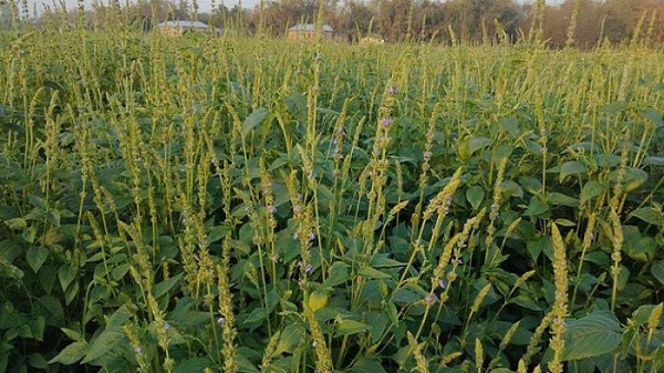 ‘Super food’ Chia Seeds being cultivated in Rangpur