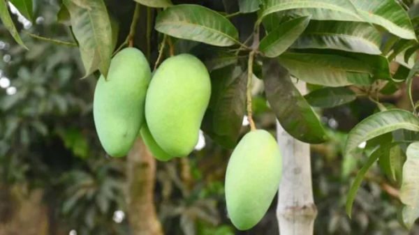 Rajshahi, Chapainawabganj can use GI tags for Fazli Mango: DPDT