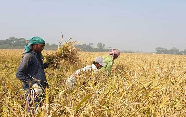 Rajshahi farmers harvested 24.13 lakh tonnes T-Aman rice