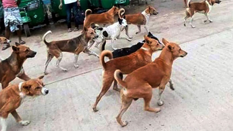 পাগলা কুকুরের কামড়ে শিশু-নারীসহ আহত ১২