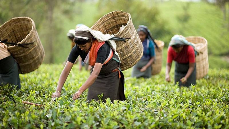 National Tea Day today