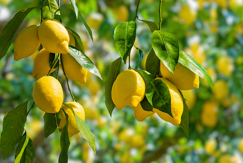 Medicinal uses shop of lemon leaves