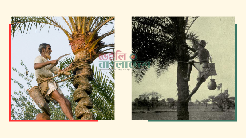 ২৫০ বছর আগে দেশে এত খেজুর গাছ কারা লাগালো