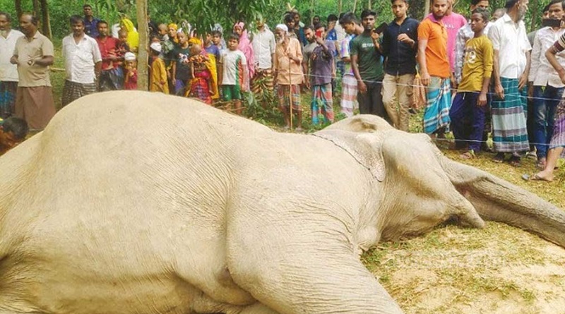 শেরপুরের নালিতাবাড়ীর বাতকুচি টিলাপাড়া গ্রামে জেনারেটরের তারে পেঁচিয়ে একটি বন্য হাতির মৃত্যু হয়।  ছবি: সংগৃহীত