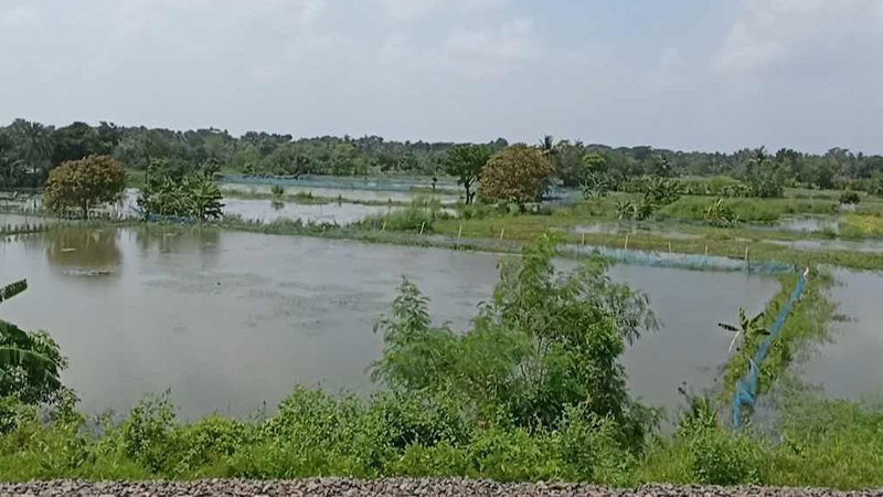 ডুমুরিয়ায় মৎস্য খাতে ক্ষতি ৬০ কোটি টাকা