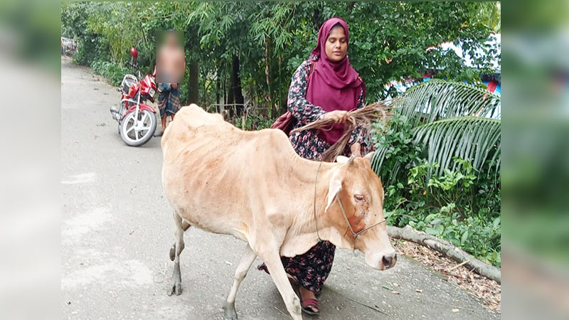 কিস্তির টাকা দিতে না পারায় গরু নিয়ে গেলেন এনজিওর লোকজন