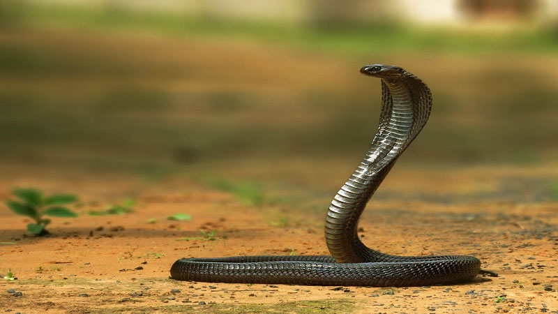 কটিয়াদিতে সাপের কামড়ে যুবকের মৃত্যু