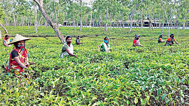 মালনীছড়া চা বাগান শ্রমিকদের কর্মবিরতি-বিক্ষোভ