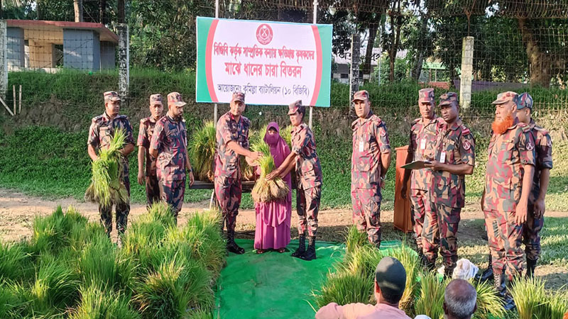 বন্যায় ক্ষতিগ্রস্ত কৃষকদের মাঝে বিজিবির ধানের চারা বিতরণ